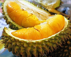 Cara Menanam Pokok Durian Musang King