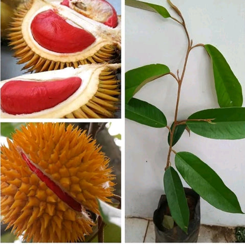 red durian