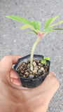 Euphorbia Bongolavensis for sale - Malaysia Online Plant Nursery