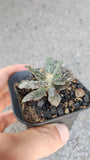 Euphorbia​ parvicyathophora​
- Malaysia Online Plant Nursery