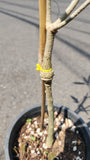 Baobab Variegated Tree - Malaysia Online Plant Nursery