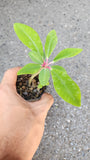 Euphorbia Bongolavensis for sale - Malaysia Online Plant Nursery
