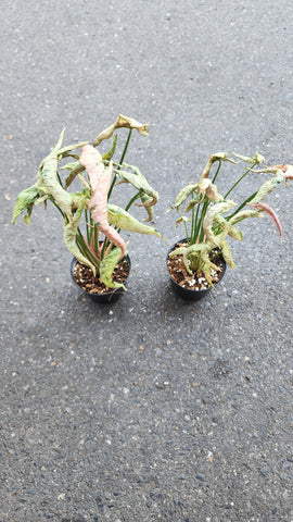 Syngonium Pink Rolli for sale - Malaysia Online Plant Nursery