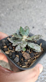 Euphorbia​ parvicyathophora​ - Malaysia Online Plant Nursery
