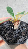 Euphorbia ramena for sale - Malaysia Online Plant Nursery