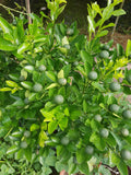 Limau Kasturi (Kasturi Lime) - Malaysia Online Plant Nursery