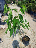 Red Nona Atemoya - Malaysia Online Plant Nursery