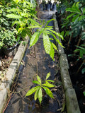 Abiu (Golden Fruit) - Malaysia Online Plant Nursery