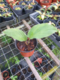 Kunyit Hitam (kaempferia Parviflora) - Malaysia Online Plant Nursery