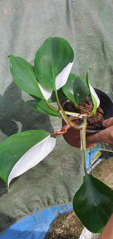 Philodendron White Knight - Malaysia Online Plant Nursery