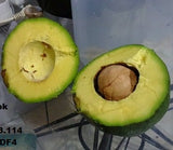 Avocado Kendil - Malaysia Online Plant Nursery