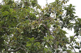 Miki Avocado Tree (alpukat) - Malaysia Online Plant Nursery