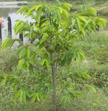 Pokok Durian Belanda (Soursop) - Malaysia Online Plant Nursery