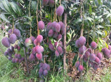 Pokok Mango Irwin - Malaysia Online Plant Nursery