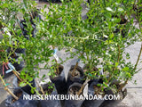 Finger Limes Tree - Economy Package - Malaysia Online Plant Nursery