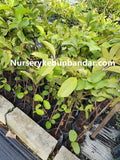 Pokok Guava ChinZhu 珍珠 - Malaysia Online Plant Nursery
