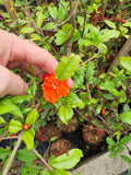 Indian Pomegranate (Delima) - Malaysia Online Plant Nursery