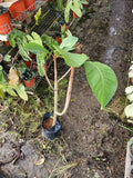 Mamey Sapote Tree (a.k.a ciku gergasi) - Malaysia Online Plant Nursery