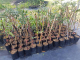 Pokok Longan Ping Pong - Malaysia Online Plant Nursery