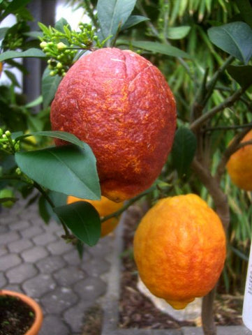 Rosso Lemon Tree - Malaysia Online Plant Nursery