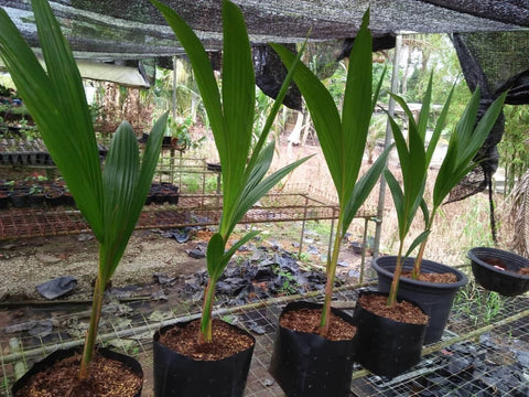 Sweet Skin Coconut (Skin is edible like sugarcane) - Malaysia Online Plant Nursery
