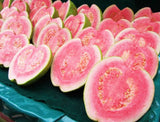 Taiwan Watermelon Guava tree - Malaysia Online Plant Nursery
