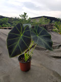 Colocasia black - Malaysia Online Plant Nursery