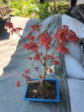 Japanese Red Maple Tree Bonsai - Nursery Kebun Bandar