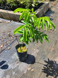 Pokok Pulasan - Malaysia Online Plant Nursery
