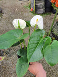 Anthurium White Rare Plant