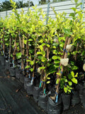Pokok Apple Bidara - Malaysia Online Plant Nursery