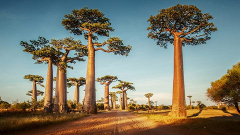 Baobab Tree (Medicinal properties) - Malaysia Online Plant Nursery