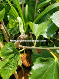 Mulberry Big 10 - Malaysia Online Plant Nursery