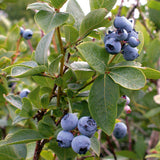 Pokok Blueberry - Malaysia Online Plant Nursery