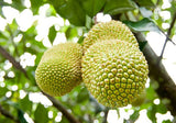 Cempedak Durian - Nursery Kebun Bandar