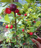 Pokok Cherry Barbados (Acerola Cherry) - Malaysia Online Plant Nursery