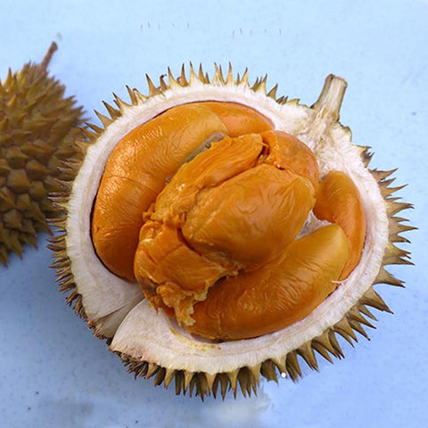 Pokok Durian Duri Hitam - Malaysia Online Plant Nursery