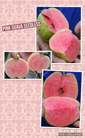 Pink Guava Tree (Jambu Batu) - Malaysia Online Plant Nursery
