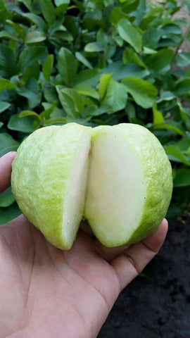 Pokok Guava Kristal - Malaysia Online Plant Nursery