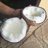 Macapuno Coconut - Nursery Kebun Bandar