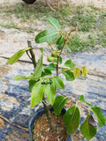 Pokok Longan Lada - Malaysia Online Plant Nursery