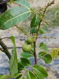 Pokok Longan Lada - Malaysia Online Plant Nursery