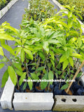 Pokok Mangga Chokanan - Malaysia Online Plant Nursery