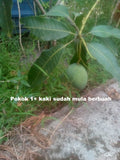 Pokok Mangga Harum Manis - Malaysia Online Plant Nursery