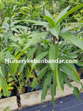 Pokok Mangga Kelapa - Malaysia Online Plant Nursery