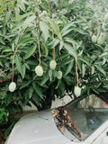 Pokok Mango Kuini - Malaysia Online Plant Nursery