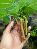 Pokok Long Red Mulberry (Taiwan) - Malaysia Online Plant Nursery