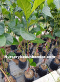 Pokok nangka isi jumbo (jackfruit) - Malaysia Online Plant Nursery