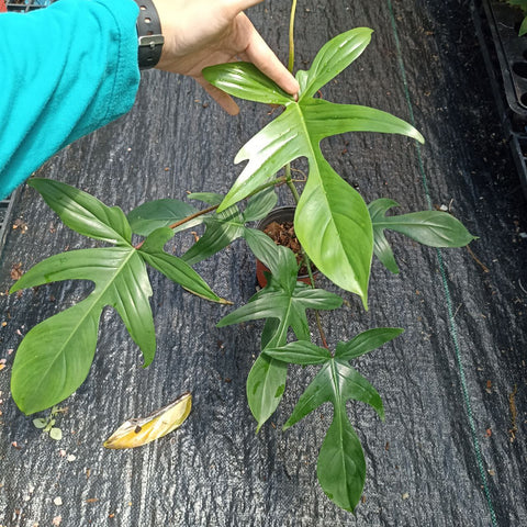 Philodendron Florida Green - Nursery Kebun Bandar