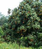 Pokok Rambutan Jarum Emas - Malaysia Online Plant Nursery